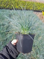 Niebieska trawa kostrzewa sina ELIAH BLUE w doniczce P9