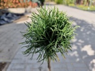 NOWA VARELLA Sosna górska 'Kouty' C5