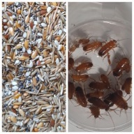 Zestaw pokarmowy dla Messor barbarus. Pokarm dla mrówek ziarna +Karaczany