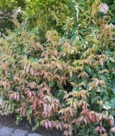 KIŚCIEŃ WAWRZYNOWATY RAINBOW PIEKNE KOLORY