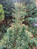 Sosna drobnokwiatowa 'Goldylocks' (pinus parviflora 'Goldylocks') C5 30cm
