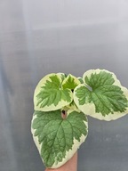 Brunera wielkolistna Dawson's White 1,5L