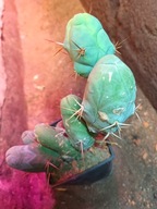 Kaktus Trichocereus bridgesii forma monstruosa peenis 4+gratisy + ogrzewacz