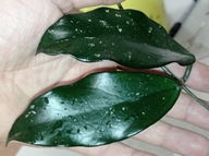 Hoya Hoja sp. VIETNAM EPC 936 cięta