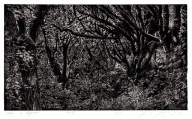 "Aleja w Rogalinie" linoryt, 30x50 cm/50x70cm