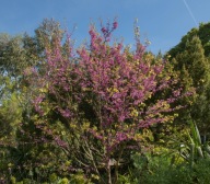 JUDASZOWIEC POŁUDNIOWY "BODNANT" Cercis sadzonka doniczka 4 l