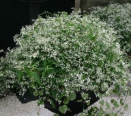 Wilczomlecz Euphorbia Diamond Snow GIPSÓWKA BALKONOWA