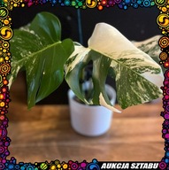 Kolekcjonerska Monstera Deliciosa Variegata
