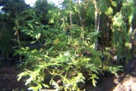 Żywotnikowiec japoński Thujopsis pagodowy oryginalny stary 12 letni inny