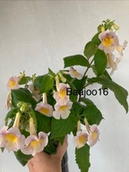 Achimenes MM's Michail - kłącze