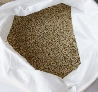 Żyto Ekologiczne paszowe 20 kg ziarno