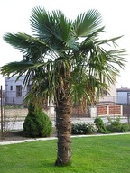Palma mrozoodporna-Trachycarpus Fortunei GRATIS!