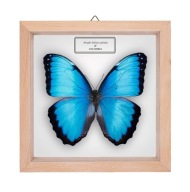 Motyl w gablotce Morpho helenor peleides