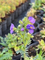 Wiesioł Heavenly Habit, bylina, 1,5L