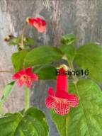 Kohleria BriD's Hanni - kłącze