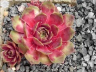 Sempervivum-rojnik Anak Krakatau
