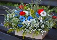 Łąka w donicy, mieszanka kwiatów balkonowych