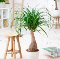 Nolina beaucarnea recurvata noga słonia SADZONKA 60 cm