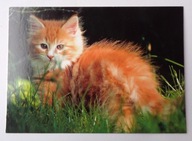 POCZTÓWKA - RUDY KOTEK NA TRAWNIKU - zdjęcie, wyd. w Niemczech