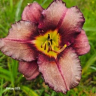 Liliowiec Bela Logusi