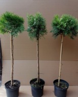 Tuja szmaragd NA PNIU NÓŻCE KULA 80-100cm PIĘKNA