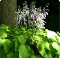Funkia Hosta Siebolda Elisabeth 9X10cm P9 1 szt. NAJODPORNIEJSZA