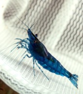 Krewetki Blue Velvet Neocaridina - PIĘKNIE WYBARWIONE GAT.1