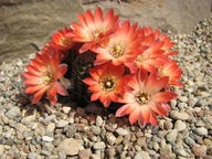 Kaktus ,Rebutia, Mediolobivia orurensis WR 210