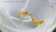 Krewetki Neocaridina Orange 1 szt. od fibell