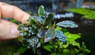 Bucephalandra sp. Gladius-kolekcja od fibell