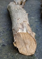 Bukszpan drewno bukszpanowe drewno do rzeźbienia