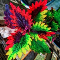 Koleus Rainbow tęczowy przepiękny nasiona