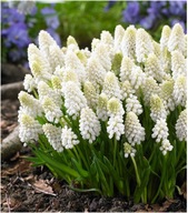 Szafirek biały sadzonka w doniczce p9 zadarniający MIODODAJNY na balkony