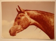 Konie arabskie - klacz Busola, CZYSTA, STARA, 1971 rok