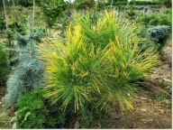 Pinus ponderosa 'Jaune' - Niesamowita !!!!!!!!!!