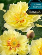 Piwonia ITOH "BARTZELLA" Duża SADZONKA doniczka 5 l