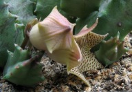 Kaktusy! - Huernia striata - RARYTAS!!!