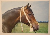 JANÓW PODLASKI, STADNINA KONI - KREZUS - ogier czystej krwi arabskiej