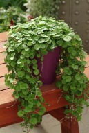 Dichondra argentea zielona Emerald Falls ROŚLINA ZWISAJĄCA