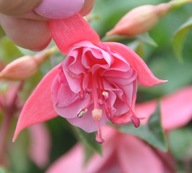 Fuksja Fuchsia Pink Galore PIĘKNY KOLOR !