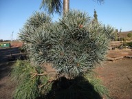 KARZEŁEK Sosna drobnokwiatowa 'Boyko's Broom'