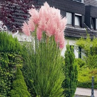 TRAWA PAMPASOWA RÓŻOWA | PUSZYSTE PIÓROPUSZE