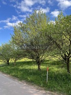 Działka, Nowa Ruda, Kłodzki, 4465 m²