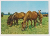 Ochaby Stadnina Koni Pruchna 1974r. Dalka i Wezera nakład 20 000 sztuk 430F