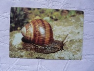 SLIMAK WINNICZEK PIECZĄTKA ZOO WARSZAWA