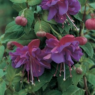 Fuksja Fuchsia Gillian Anthea