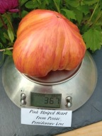 Pomidor Pink Striped Heart From Pessac nasiona kolekcjonerskie