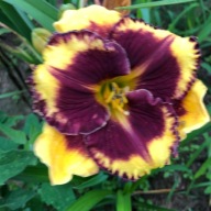 Liliowiec Tiger Blood