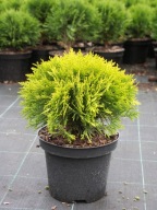 Tuja Thuja Occidentalis Danica ŻÓŁTA | ŻÓŁTA KULA | POJEMNIK 2l
