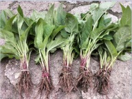 Rożnik przerośnięty MIODODAJNY (10szt)